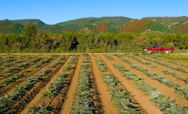 dfs.berkeley.edu
Farmers can collect and share data on crop conditions through FarmLogs.