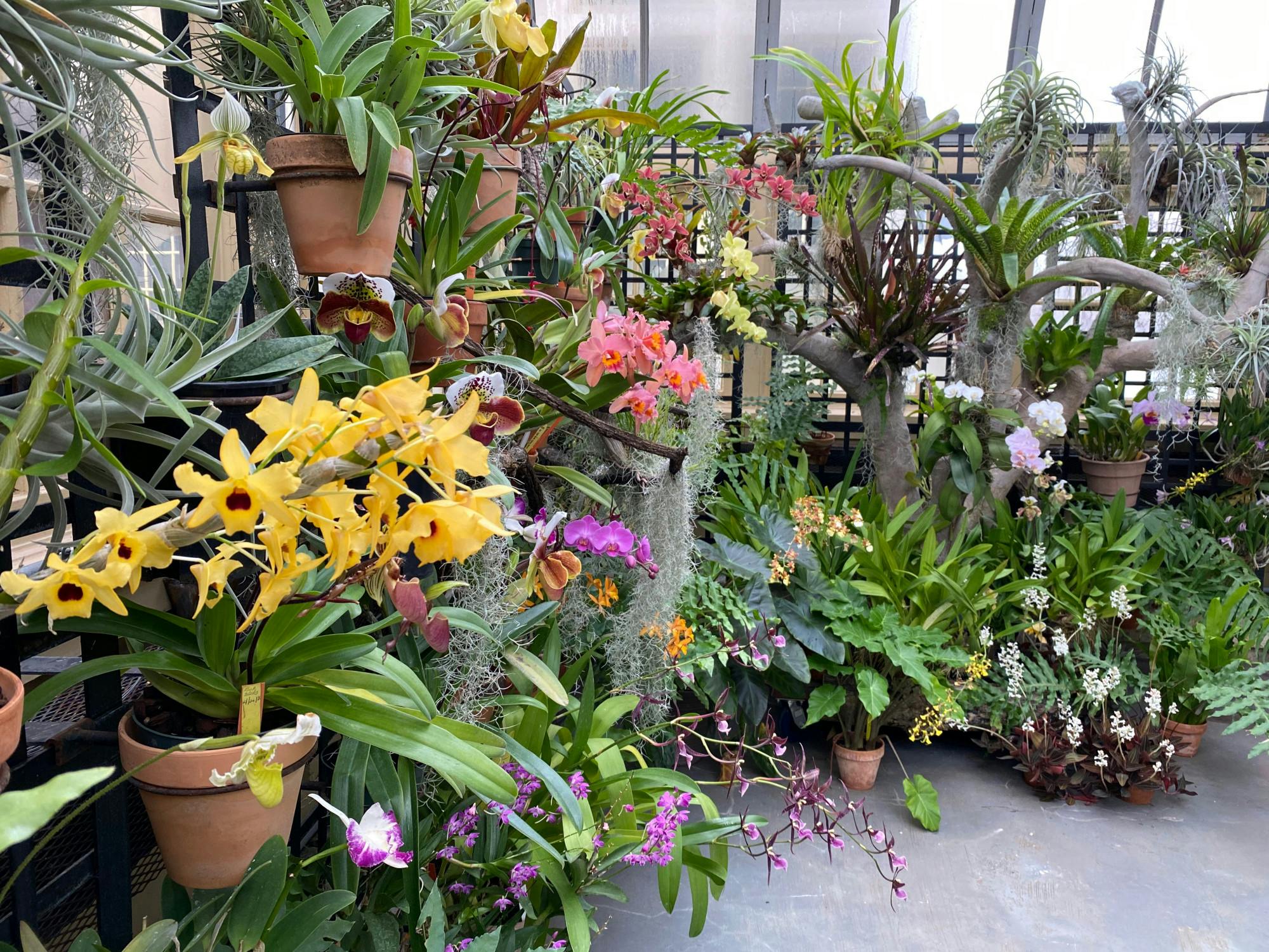 COURTESY OF OLIN SHIPSTEAD
If you can't make it to Rawlings Conservatory &amp; Botanic Gardens in person, check out their live presentation over Zoom on the basics of daffodils.