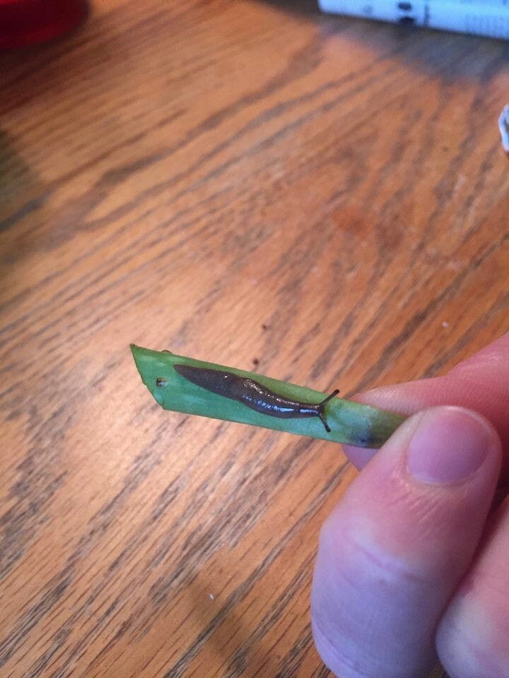 Courtesy of Emma Lee
This slug was found inside a third floor apartment just as spring began.