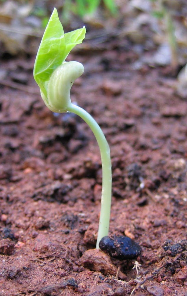 vinayaraj/CC-By-SA-3.0
Previous seedlings planted in lunar soil simulant died after germination.