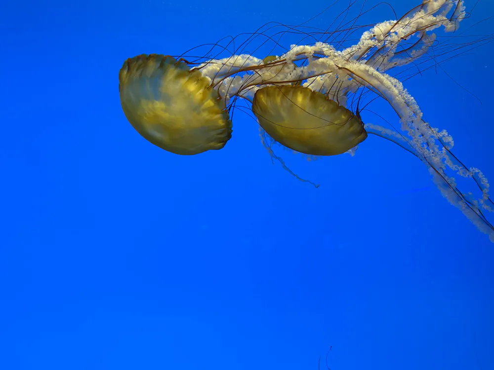COURTESY OF MINGYUAN SONG
The jellyfish hall was small but filled with beautiful displays that felt like a dream to walk through. 