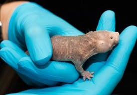 A naked mole rat, studied because of its cancer resistance, is pictured in the lab of University of Rochester biologists Vera Gorbunova and Andrei Seluanov August 26, 2013.  // photo by J. Adam Fenster / University of Rochester