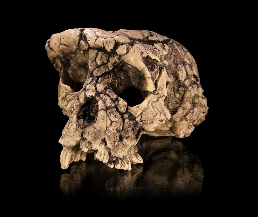 &nbsp;&nbsp;
CC BY 4.0
Researchers uncovered remains believed to be the intermediate between apes and humans.