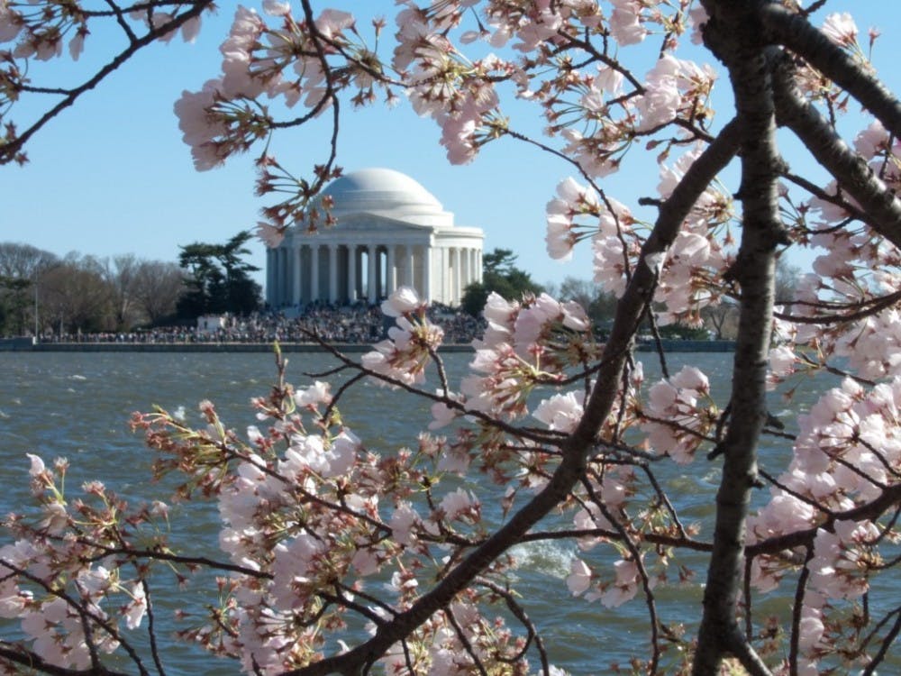  Cliff via flickr/CC-By-2.0
Cherry blossoms are beautiful at any stage, but right now they are very close to this year’s peak bloom.
