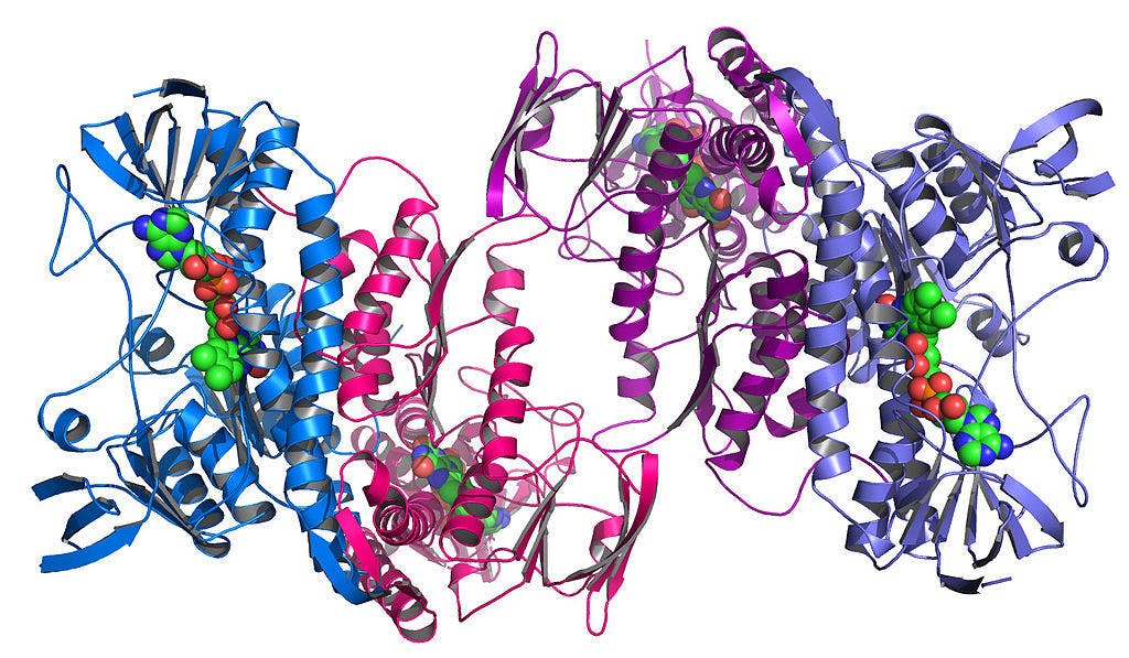 ARGONNE NATIONAL LAB / CC BY-NC-SA 2.0
The Fried lab works on understanding how misfolded proteins are formed and handled with the goal of treating neurodegenerative diseases.
