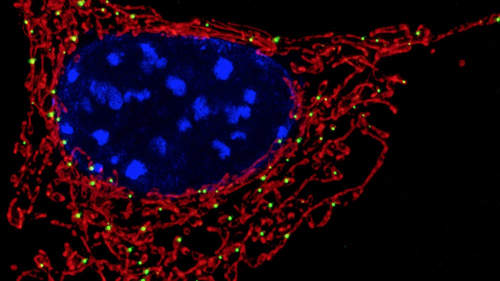  NICHD/cc-by-2.0
Mitochondria (shown in red) are typically inherited from the mother.