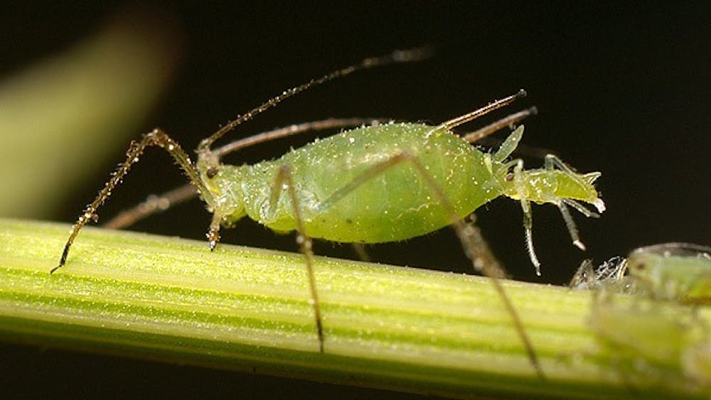 MedievalRich/ CC BY-SA 3.0
Aphids reproduce by giving birth, a trait that’s unusual for insects.