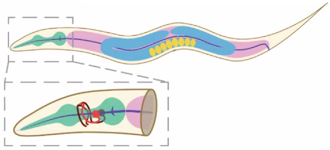 COURTESY OF AMANDA RAY
On September 5th, Amanda Ray, a graduate student at the Hopkins’ Gordus Lab, presented her dissertation defense, titled “Understanding How Sensory and Motor Information are Processed in a Neuron of Caenorhabditis elegans.”
