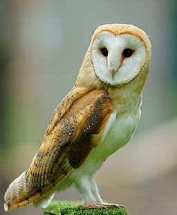 PETER TRIMMING/CC BY 2.0
PETA argues that barn owls were held in Hopkins facilities in violation of Maryland state law.