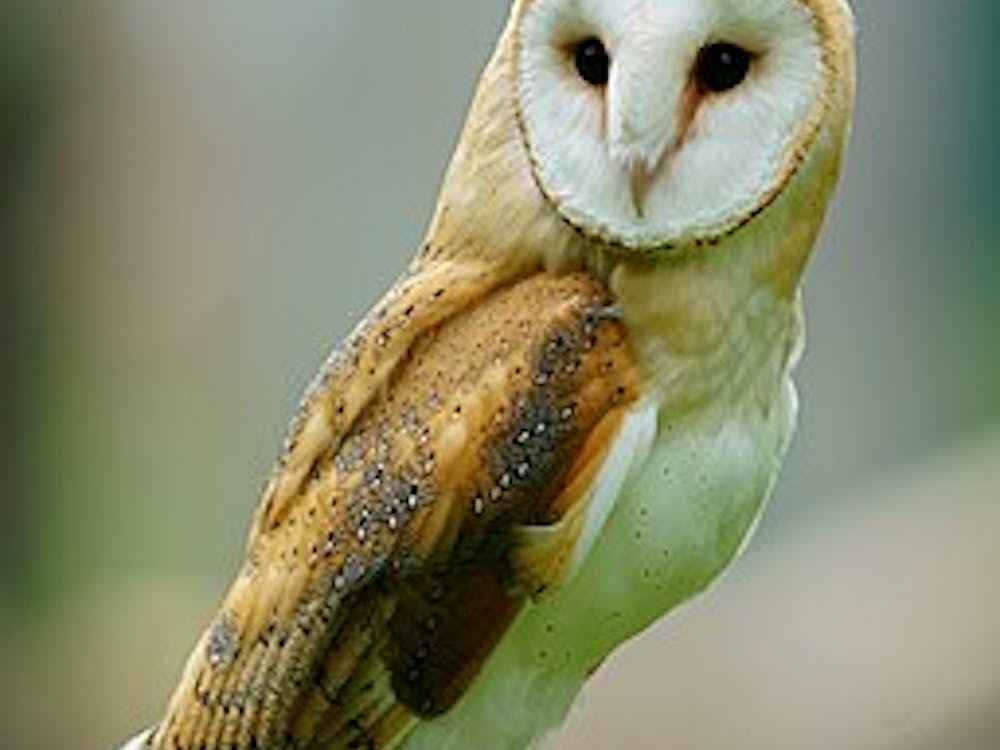 PETER TRIMMING/CC BY 2.0
PETA argues that barn owls were held in Hopkins facilities in violation of Maryland state law.
