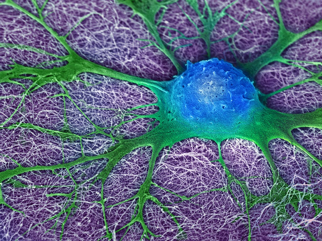 NIH IMAGE GALLERY / CC BY-NC 2.0&nbsp;
Stem cells are used to drive organ growth in nonhuman animals, a key focus of human-animal chimera research.&nbsp;