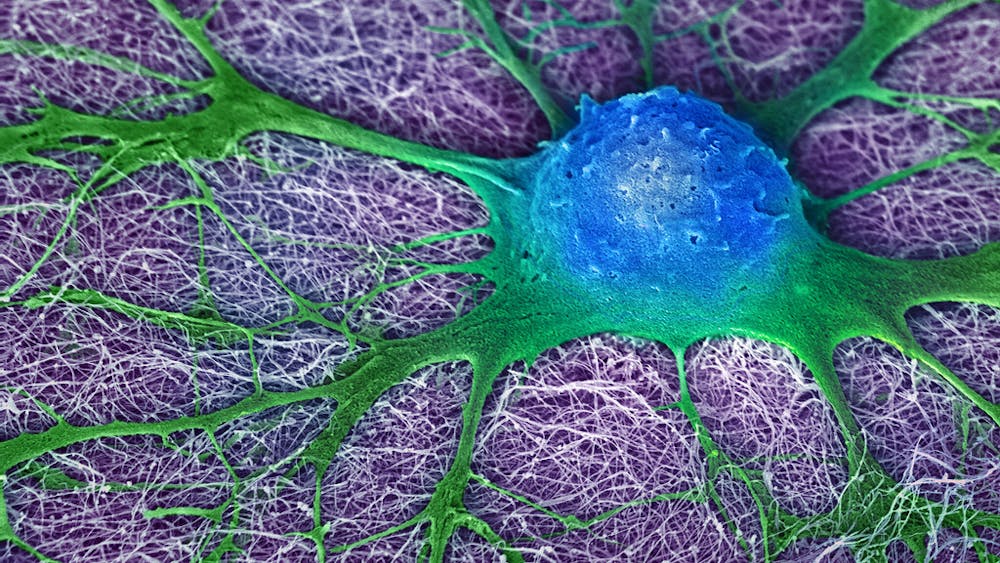 NIH IMAGE GALLERY / CC BY-NC 2.0 
Stem cells are used to drive organ growth in nonhuman animals, a key focus of human-animal chimera research. 