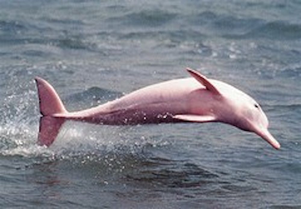 b8_pink-dolphin