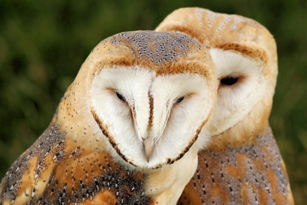 STEVE GARVIE / CC BY-SA 2.0
PETA argues that barn owls were held in Hopkins facilities in violation of Maryland state law.