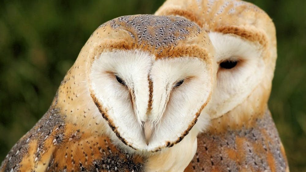 STEVE GARVIE / CC BY-SA 2.0
PETA argues that barn owls were held in Hopkins facilities in violation of Maryland state law.