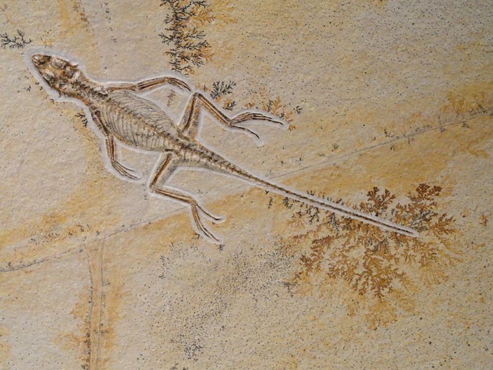 PUBLIC DOMAIN
A fossil proved that evolutionary ancestors of reptiles gave live births.