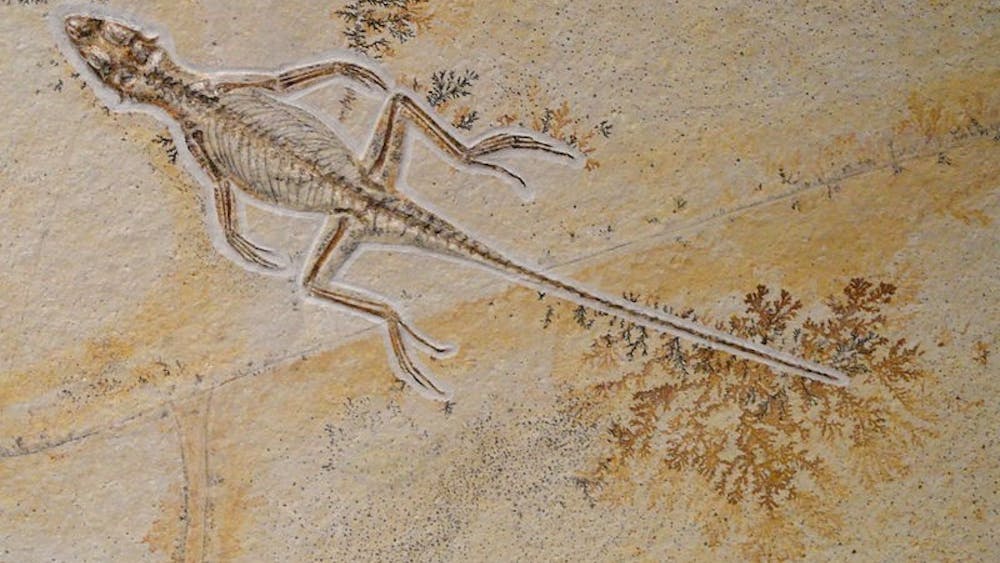 PUBLIC DOMAIN
A fossil proved that evolutionary ancestors of reptiles gave live births.