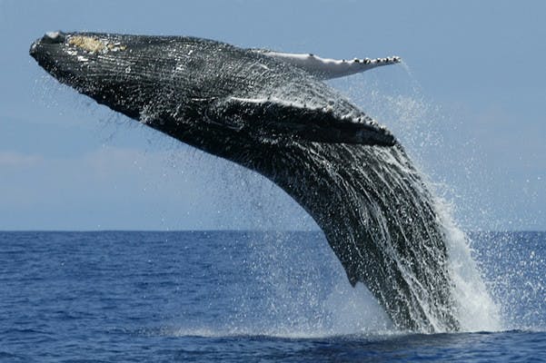 AMILA TENNAKOON / CC BY 2.0
A study published by the University of Groningen this week determined that the germline mutation rate in baleen whales is not responsible for their low cancer rates. &nbsp;&nbsp;