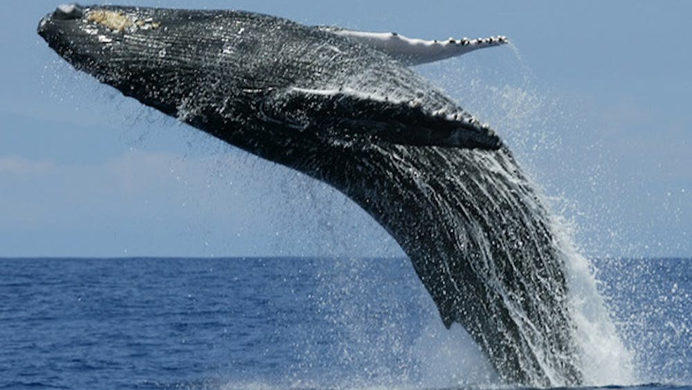 AMILA TENNAKOON / CC BY 2.0
A study published by the University of Groningen this week determined that the germline mutation rate in baleen whales is not responsible for their low cancer rates. &nbsp;&nbsp;