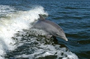  Public Domain
DNA from dolphins may be used to study some human diseases.