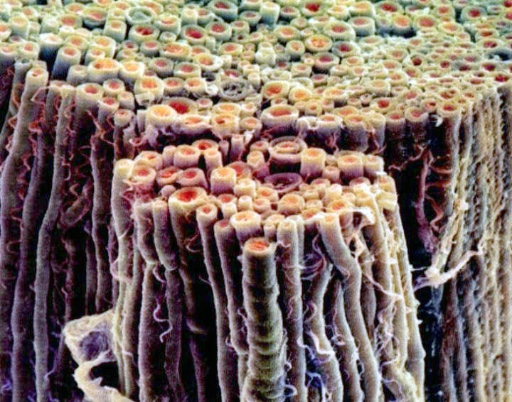 COURTESY OF WWW.VETMED.VT.EDU
Oligodendrocytes are responsible for creating the myelin sheath which prevents signals from going haywire.