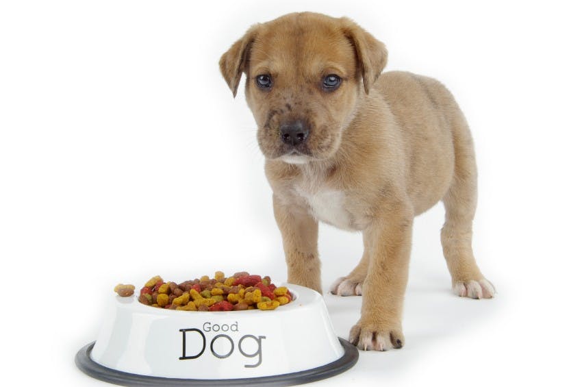 A patient puppy waits in front of a dish full of kibbles.