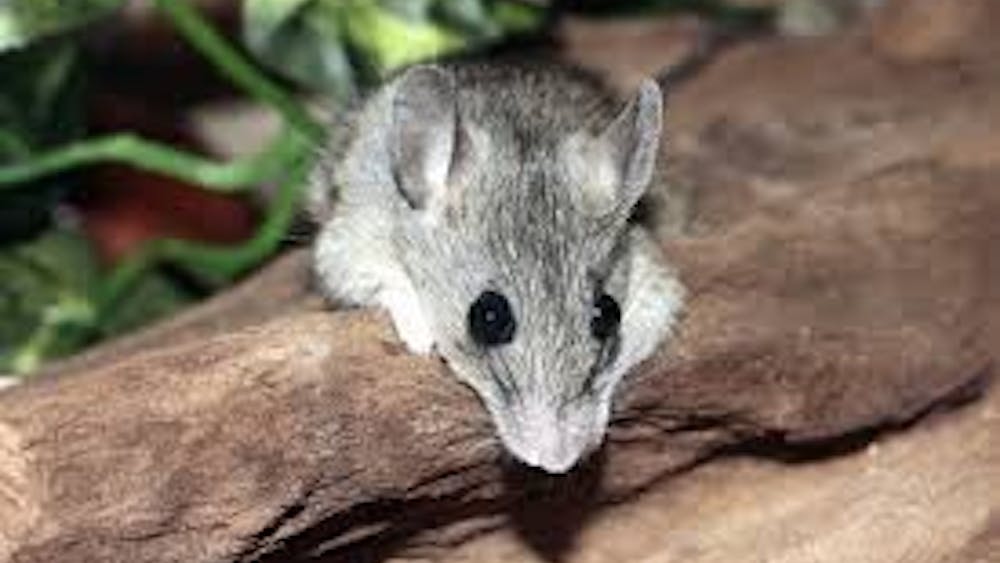 PUBLIC DOMAIN
The protein sirtuin increases muscle mass in mice, a sign of anti-aging.