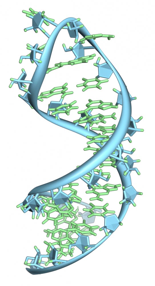  VOSSMAN/CC BY-SA 3.0
Unlike this RNA, microRNA does not encode proteins.