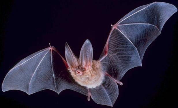 Hearing by Bats　（コウモリの聴覚） コウモリの音がどこから聞こえてくるのかが分かる装置が開発され