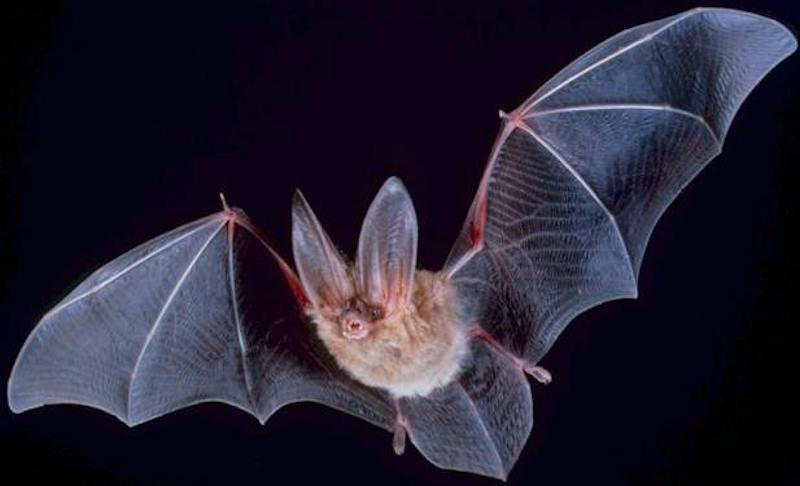Bats use head and ear movements to improve echolocation - The Johns ...
