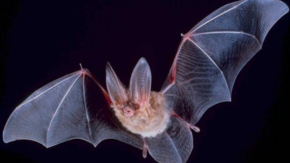 PD-USGOV/Public domain
Bats synchronize their head and ear movements with their vocalizations when they hunt prey.