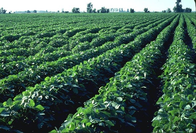 COURTESY OF WWW.AGRICULTURE.SC.GOV
With controlled growth rates, crops could be designed to stay fresh longer.