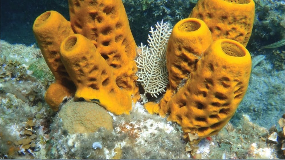 PUBLIC DOMAIN

Sponges are one of the simplest multicellular organisms found on Earth.