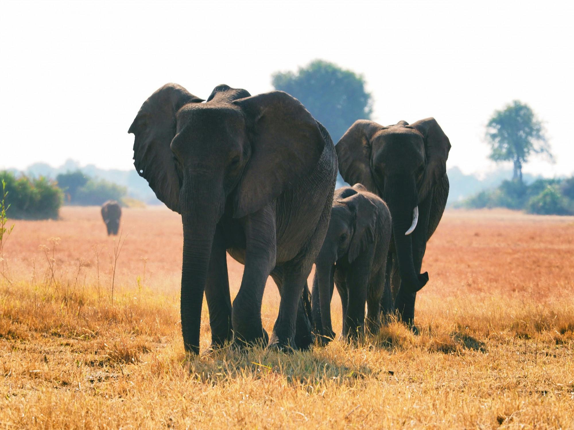 COURTESY OF ADDY PERLMAN