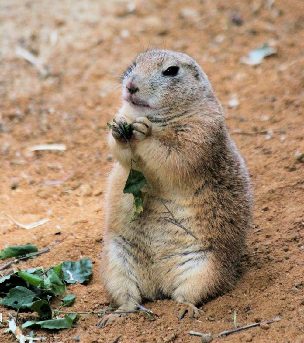 &nbsp;
Public domain
Prairie Dog populations in the Texas and Mexico are decreasing because of invasive feral cats.
