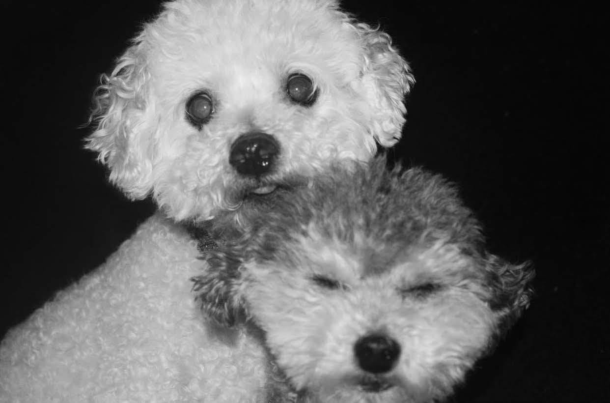 COURTESY OF RYAN AGHAMOHAMMADI
Aghamohammadi’s dog Suki (left) passed away on Dec. 2, before this article was published.