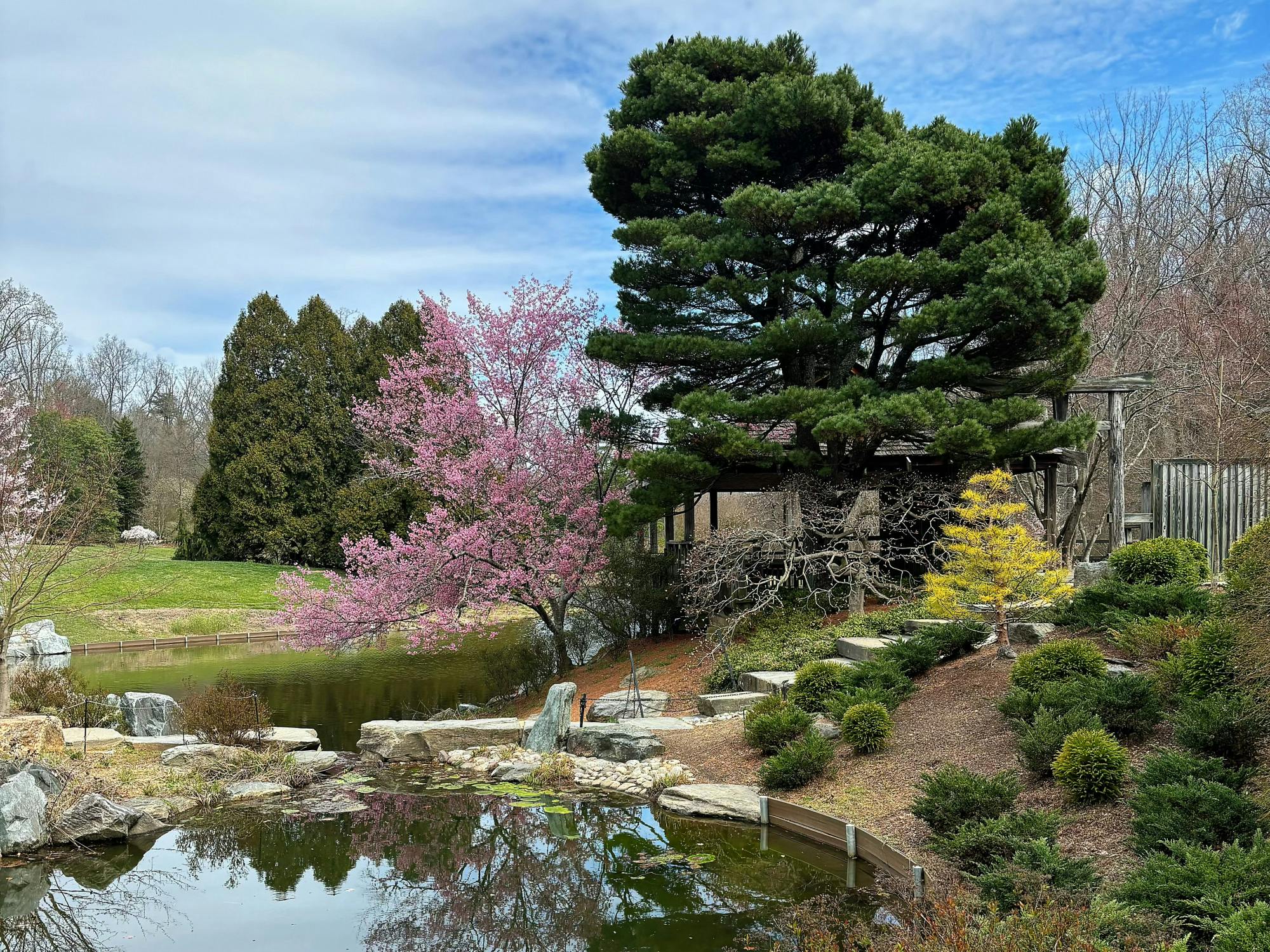 IMAGE COURTESY OF YUYU HUANG
There are many other places to see cherry blossoms in Maryland besides the Tidal Basin!