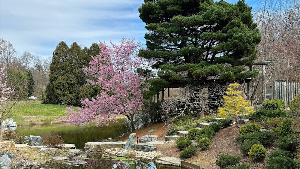 IMAGE COURTESY OF YUYU HUANG
There are many other places to see cherry blossoms in Maryland besides the Tidal Basin!