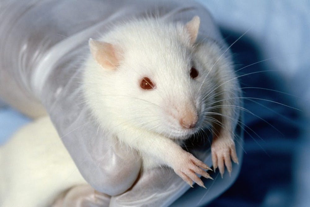 B9_Animal-Testing-1024x683