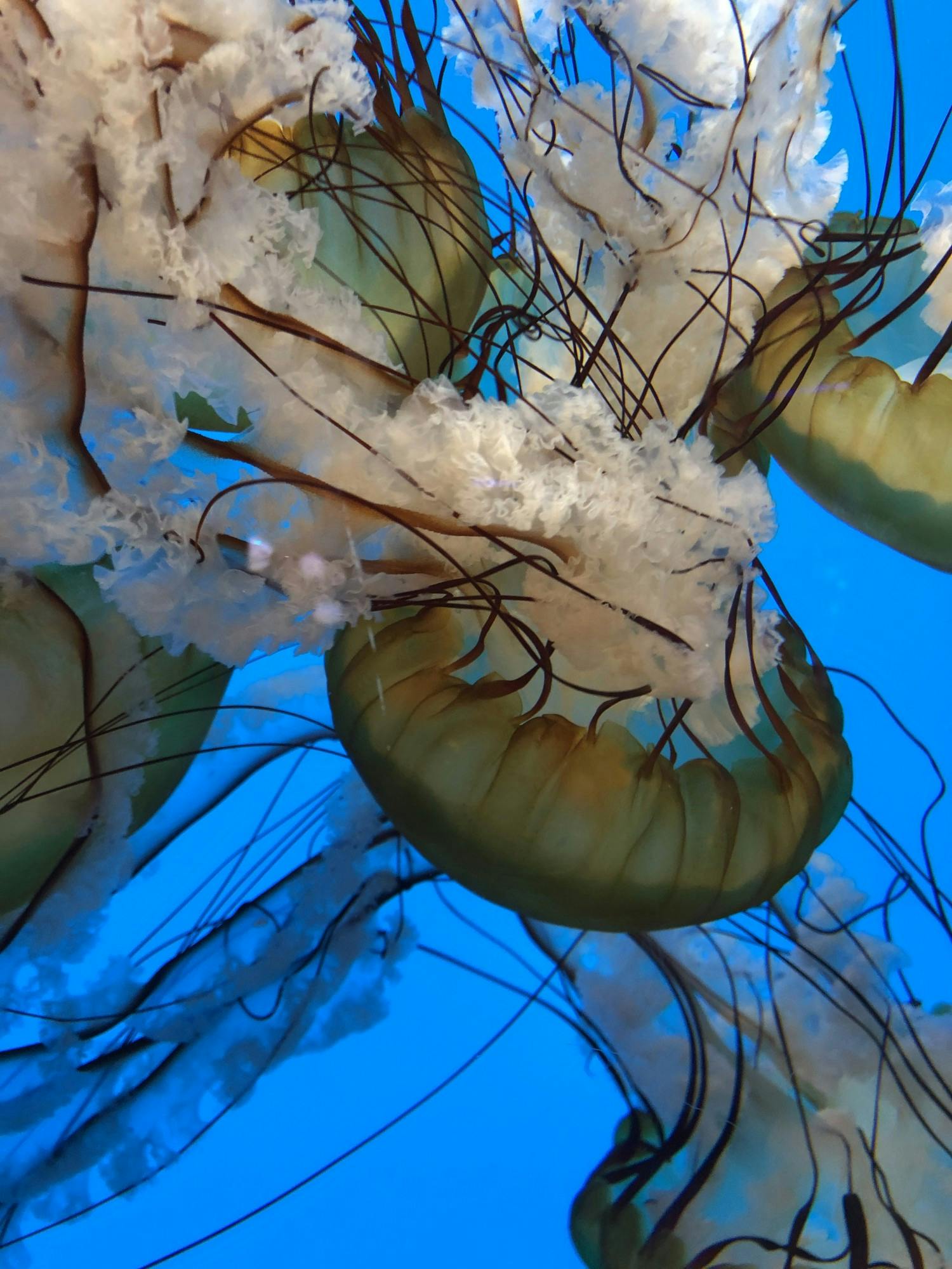 NEHA SANGANA/PHOTOGRAPHY EDITOR