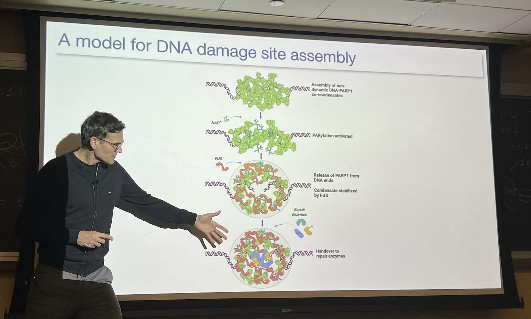 COURTESY OF ALEX PAN
On Thursday, Sept. 11, Simon Alberti delivered a talk on stress granules and their connections to certain diseases.