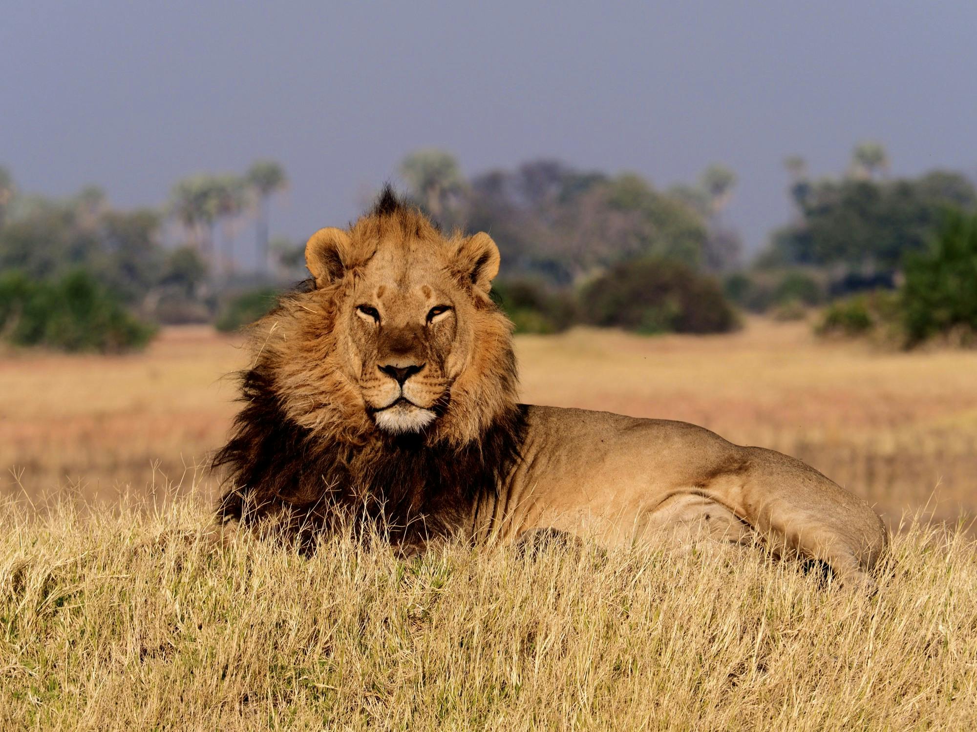 COURTESY OF ADDY PERLMAN