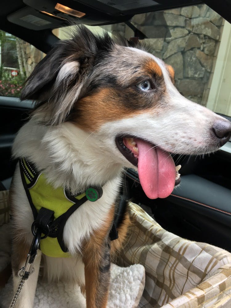 ALL PICTURES COURTESY OF GILLIAN LELCHUK
My dog, Neo, riding in his car seat in
various stages of his life.
