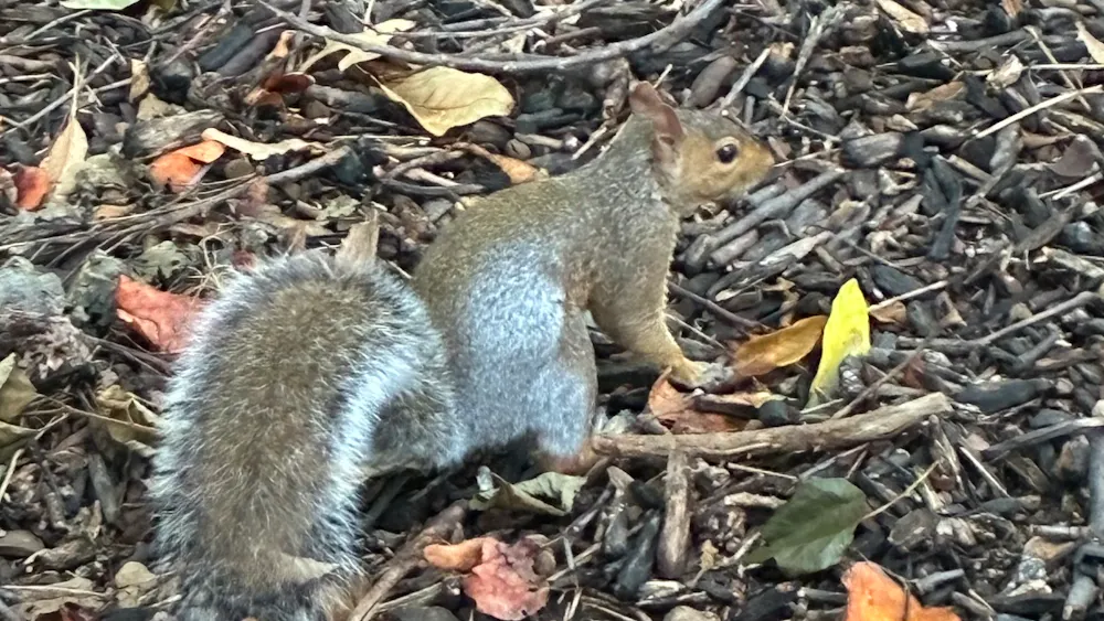 COURTESY OF KATE SHAO
Seeing squirrels on campus bring joy to my walks between classes!