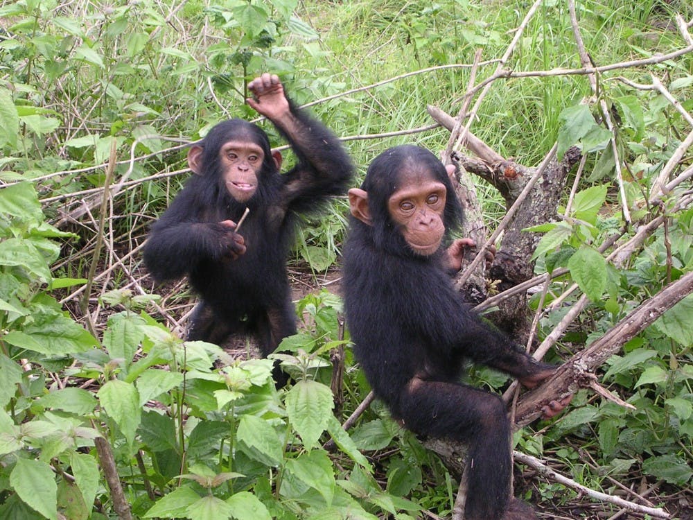 b7_chimpanzees