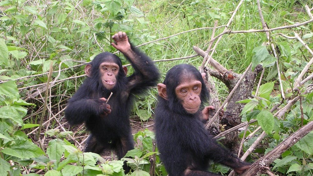  DELPHINE BRUYERE/ CC BY-SA 3.0
Humans who lived two million years ago had hearing patterns like those of chimpanzees, according to new research out of Spain and South Africa.