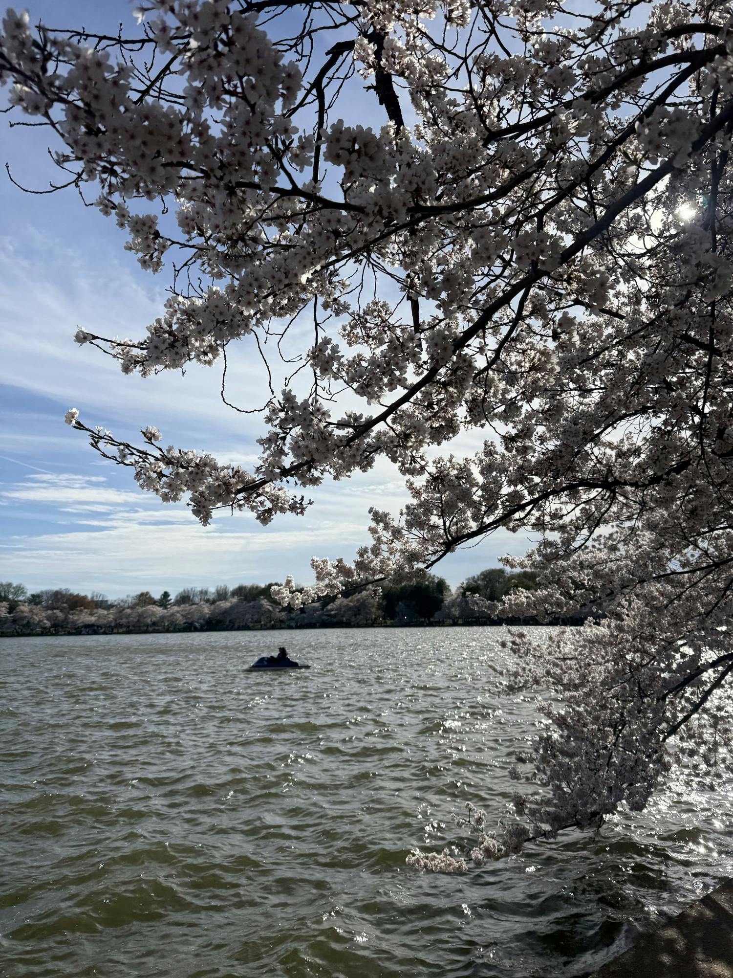 COURTESY OF ADWITA SINHA
Cherry blossoms in D.C., just a MARC ride away.