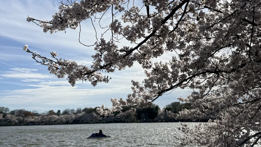 COURTESY OF ADWITA SINHA
Cherry blossoms in D.C., just a MARC ride away.