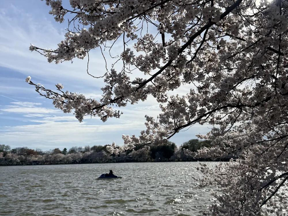 COURTESY OF ADWITA SINHA
Cherry blossoms in D.C., just a MARC ride away.