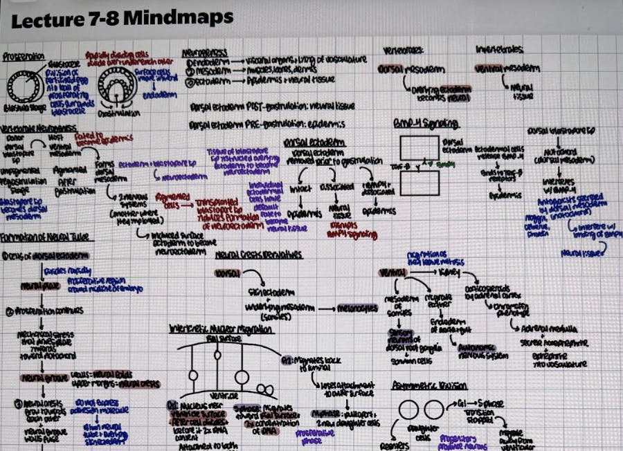 COURTESY OF GRACE WANG
Wang narrates the lead up to her neuroscience exam.